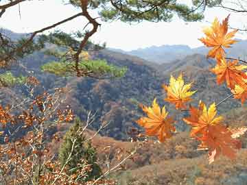 澳門管家婆天天四肖期期準(zhǔn),優(yōu)選方案解析說明_粉絲版12.752