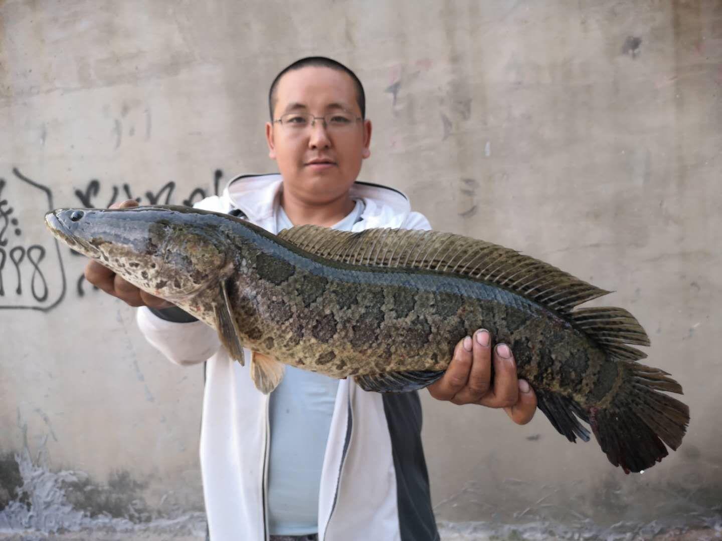 路亞黑魚(yú)釣法實(shí)戰(zhàn)體驗(yàn)與深度解析，效果揭秘