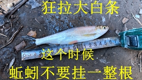 鱗影魚竿，傳承工藝，釣魚新境界的探索者